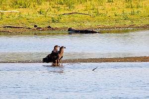 Seeadler