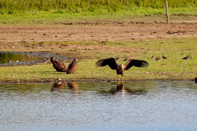 Seeadler