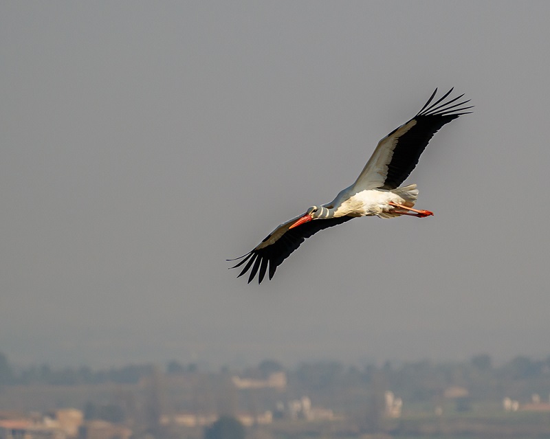 FAQ Wie weit fliegen Zugvögel FAQ Wie weit fliegen Zugvögel