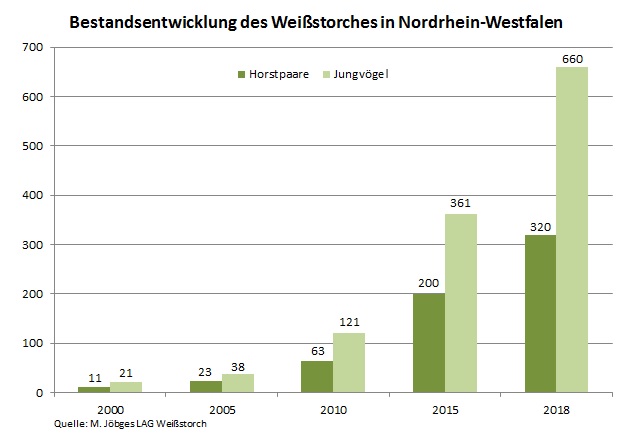 Weißstorch