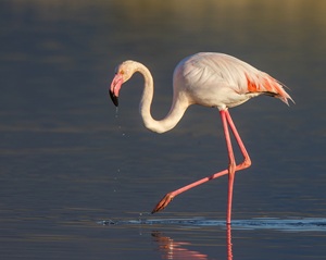 Rosaflamingo