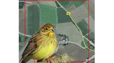 Monitoring häufiger Brutvögel (MhB)