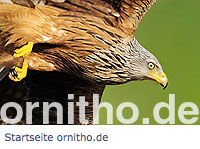 ornitho-Logo